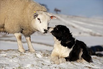 Border Collie and Texel Sheep
