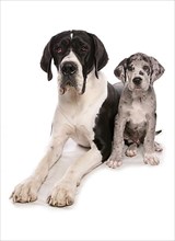 Great Dane with puppy