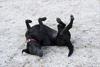 Labrador Retriever rolls in the snow
