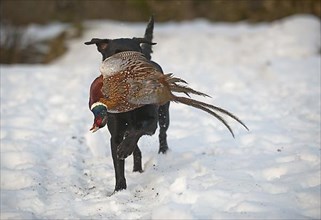 Labrador retriever retrieves shot hunting pheasant