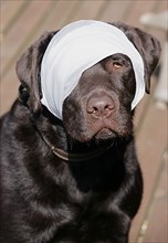 Labrador Retriever with bandaged eye