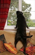 Labrador Retriever standing on sofa