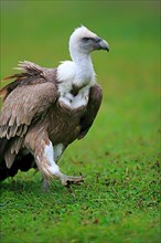 Griffon vulture