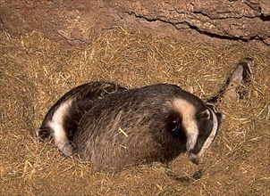 Eurasian Badger