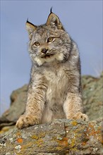 Canada lynx