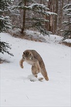 Canadian Lynx