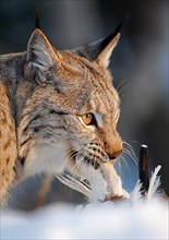 Adult eurasian lynx