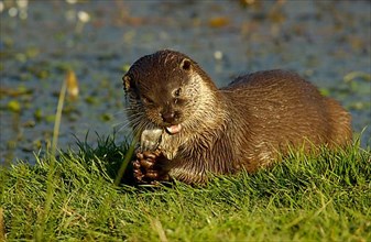 European otter