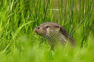 European otter