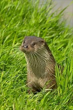 European otter