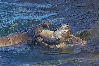 North American north american river otter
