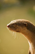 Smooth-coated otter
