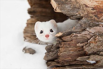 Stoat adult