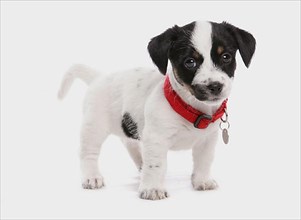 Jack Russell Terrier puppy with collar and identification tag