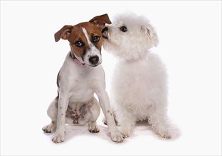 Jack Russell Terrier and Bichon Frise