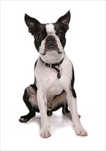 Boston Terrier with collar and tax stamp
