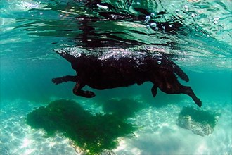 Pet dog swimming in the sea