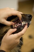 Owner checks dentition of Border Collie