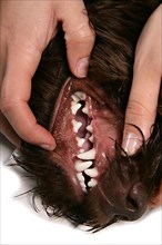 Owner checks dentition of labradoodle