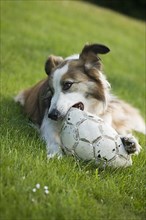 Welsh Sheepdog playing with football