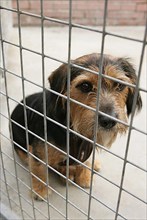 Mixed breed dog in shelter