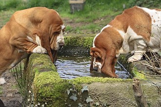 Basset Hounds drink from watering trough