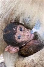 Barbary barbary macaque