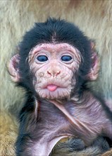 Baby barbary macaque