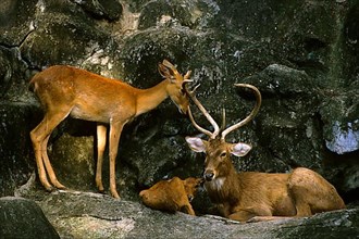Manipur Eld's Deer