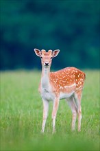 Fallow Deer