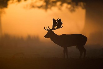 Fallow deer