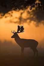 Fallow Deer