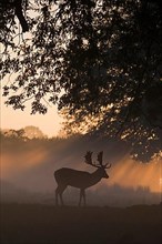 Fallow deer