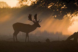 Fallow deer