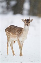 Fallow Deer