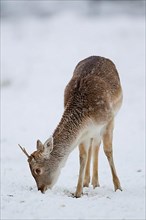 Fallow Deer