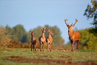 Red deer