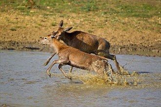 Red Deer