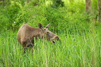 European moose