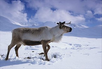 Reindeer