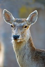 Bactrian stag