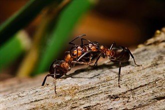 Great Red Wood Ant