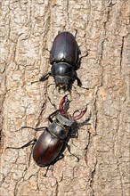 Large stag beetle