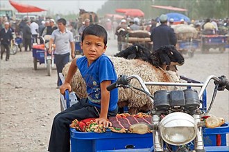 Farmers with motorised carts loaded with sheep arriving at the livestock market in Kashgar