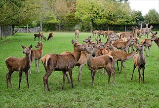 Deer farming