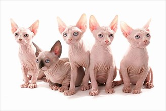 Naked Cats