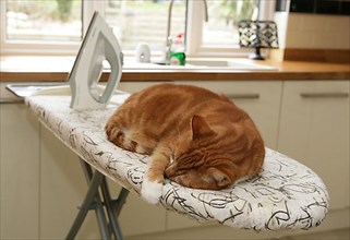 House cat sleeping on ironing board