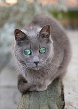 Domestic cat with cataract