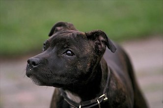 DogDomestic Staffordshire Bull Terrier