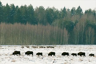 Herd of european bison